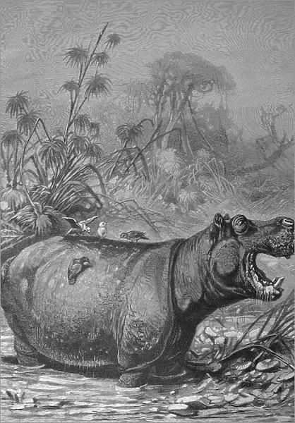 Pinhacker on a hippopotamus, Hippo (Hippopotamus amphibius), Historical