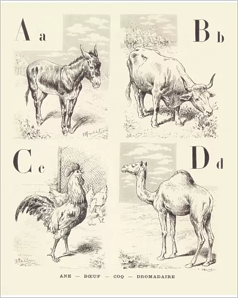 A B C D: Ane Boeuf Coq Dromedaire, 1901 (illustration)