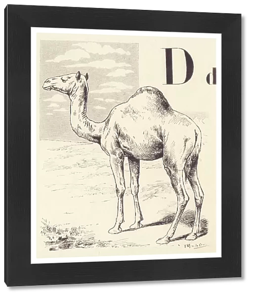 D for Camel, 1901 (illustration)