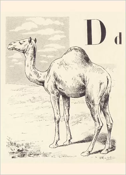 D for Camel, 1901 (illustration)