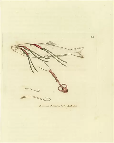 Blood-feeding copepod parasite on a spray's eye, Lernaeenicus sprattae (Lernaea sprattae). And another strange worm found on an oyster shell. Handcoloured copperplate engraving by James Sowerby from The British Miscellany