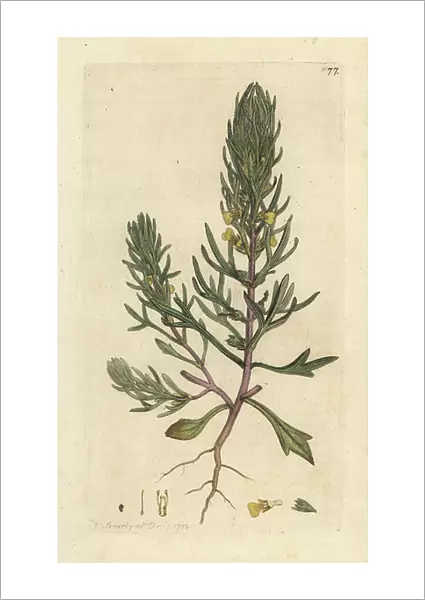 Ground pine, Ajuga chamaepitys (fir) Handcoloured copperplate engraving after an illustration by James Sowerby from James Smith's English Botany, London, 1792