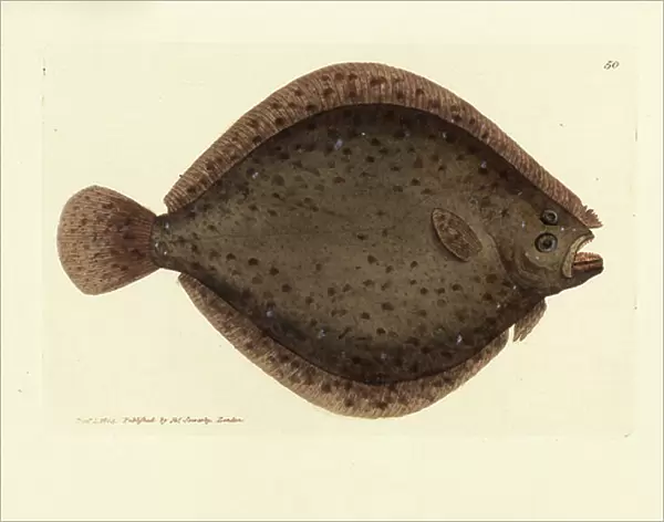 Brill or kite fish, Scophthalmus rhombus (Pleuronectes rhombus). Handcoloured copperplate engraving by James Sowerby from The British Miscellany, or Coloured figures of new, rare, or little known animal subjects