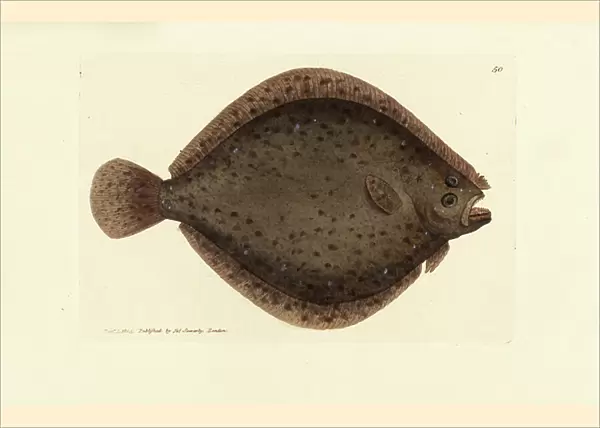 Brill or kite fish, Scophthalmus rhombus (Pleuronectes rhombus). Handcoloured copperplate engraving by James Sowerby from The British Miscellany, or Coloured figures of new, rare, or little known animal subjects