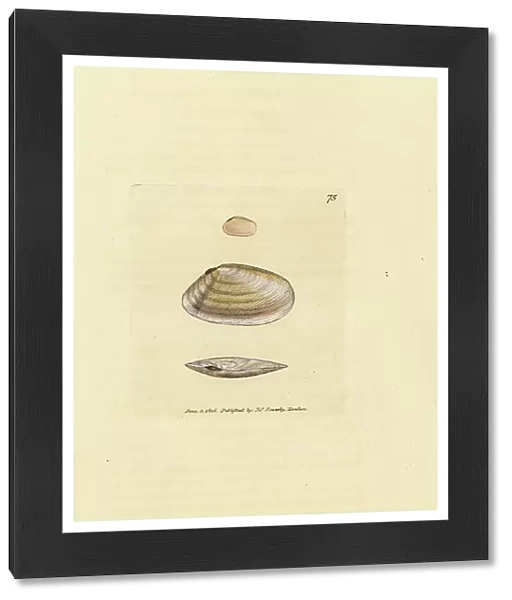 Candystick tellina shell, Tellina similis. Handcoloured copperplate engraving by James Sowerby from The British Miscellany, or Coloured figures of new, rare, or little known animal subjects