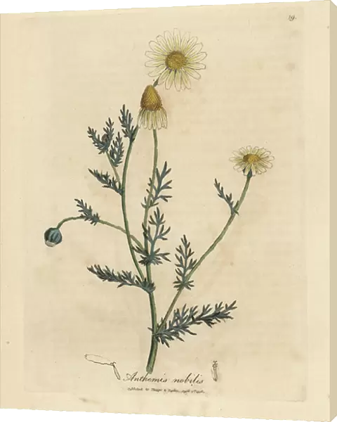 White and yellow flowered camomile, Anthemis nobilis