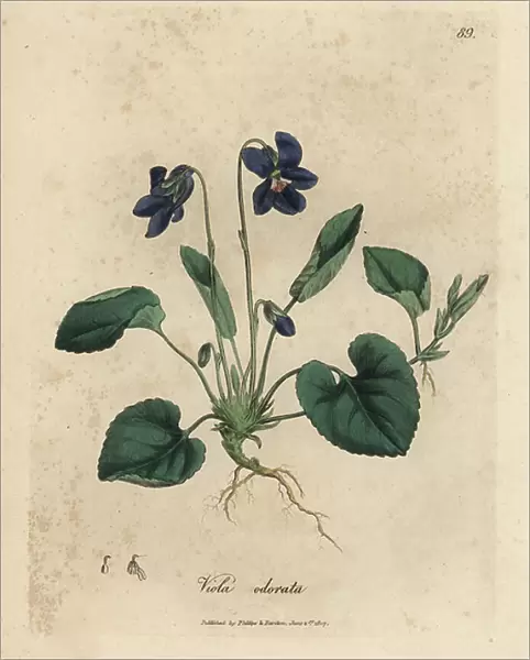 Purple flowered sweet violet, Viola odorata