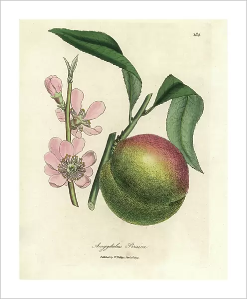 Peach tree with ripe fruit and pink blossom, Amygdalus persica