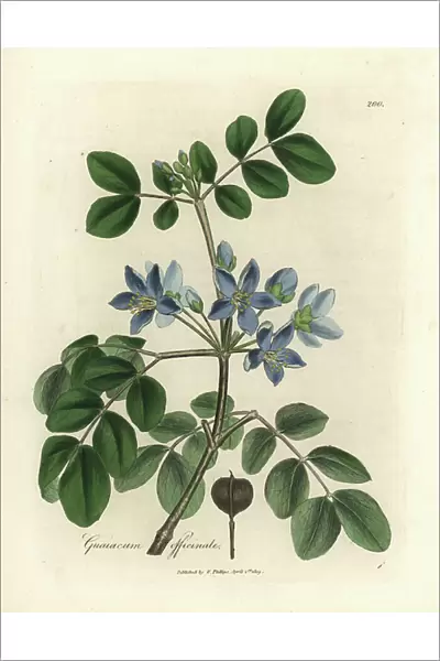 Blue flowered Guaiacum officinale