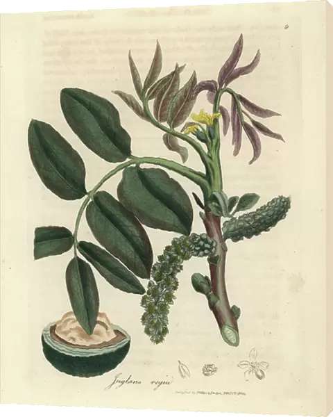 Leaves, yellow flower and nut of the common walnut tree, Juglans regia