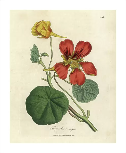 Scarlet and yellow flowered greater Indian cress, Tropaeolum majus