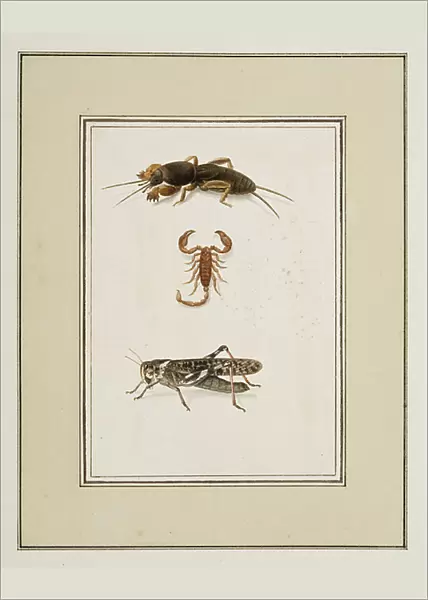 Mole Cricket, Scorpion and Grasshopper, c. 1755-65 (w / c on paper)