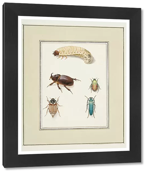 Beetles, c. 1755-65 (w / c on paper)