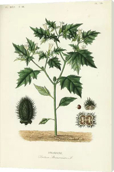 Jimsonweed or devil's snare, Datura stramonium, Stramoine