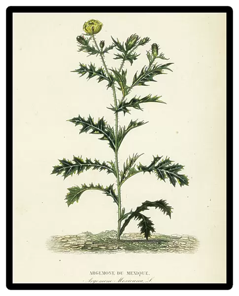 Mexican poppy or flowering thistle, Argemone mexicana, Argemone du Mexique
