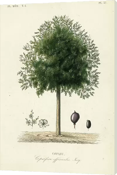 Copaiba tree, Copaifera officinalis, Copahu