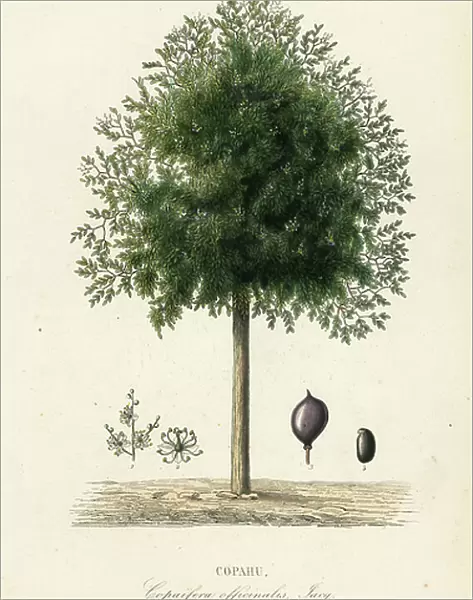 Copaiba tree, Copaifera officinalis, Copahu