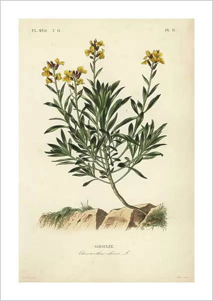 Wallflower, Erysimum cheiri, Cheiranthus cheiri, Giroflee