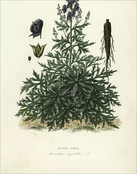 Monk's-hood, aconite or wolfsbane, Aconitum napellus, Aconit napel