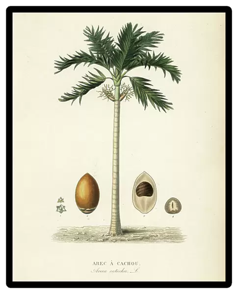 Areca nut palm tree, Areca catechu, Arec a cachou