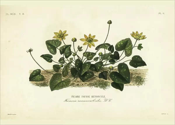 Lesser celandine or pilewort, Ficaria verna, Ficaria ranunculoides, Ficaire fauss renoncule