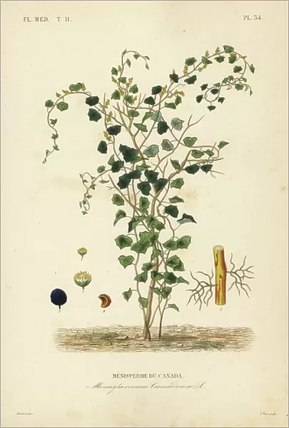 Canadian moonseed or yellow parilla, Menispermum canadense, Menisperme du Canada