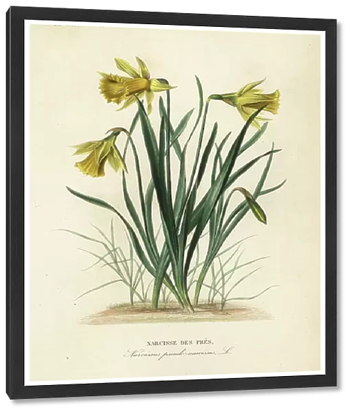 Wild daffodil or Lent lily, Narcissus pseudonarcissus, Narcissus pseudo-narcissus, Narcisse des pres