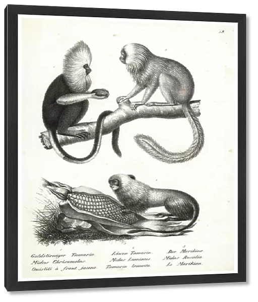 Buffy-headed marmoset, Callithrix flaviceps (endangered) 1, and golden lion tamarin, Leontopithecus rosalia (endangered) 2, 3. Lithograph by Karl Joseph Brodtmann from Heinrich Rudolf Schinz's Illustrated Natural History of Men and Animals, 1836
