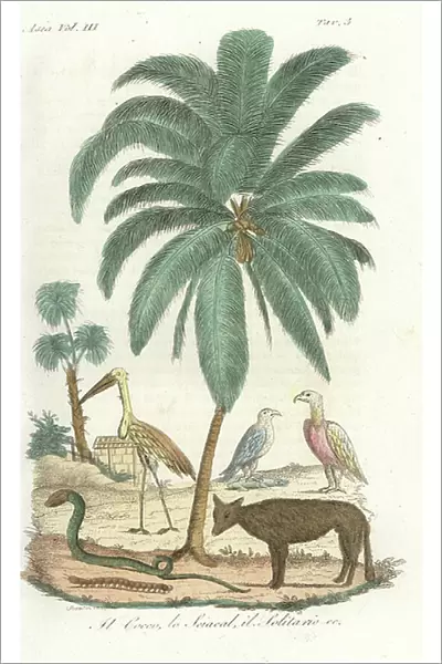 Coconut palm tree, jackal, adjutant stork, vulture, cobra, kite, and centipede of India. Handcoloured copperplate drawn and engraved by Andrea Bernieri after Francois Solvyns from Giulio Ferrario's Ancient