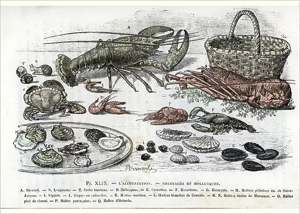 Crustaceans and molluscs; (a) Lobster b lobster c salicoque e shrimp F crayfish G snails h pelerine oysters and scallops i vineyards j hulls or clams k marine mussels l white canal oysters M marennes oysters o oysters horse foot p Portuguese oysters
