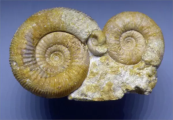 Fossil ammonites, Lower Barremian (object)