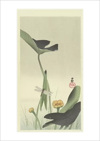Dragonfly and lotus flower, c. 1900-30 (colour woodcut)