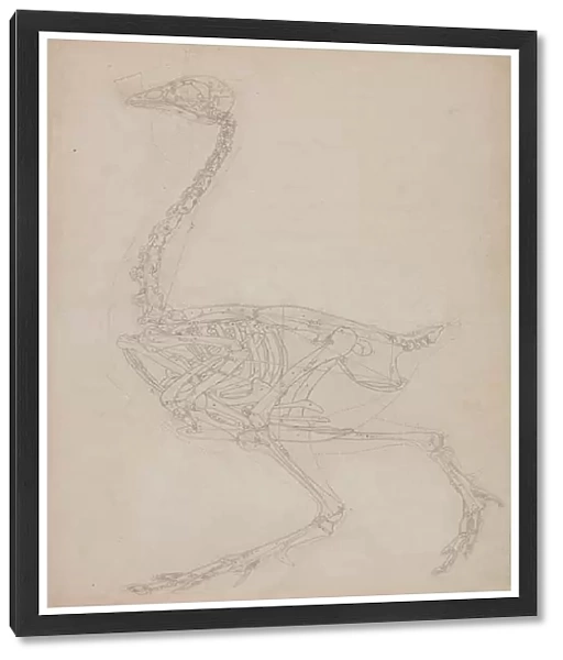 Study of a Fowl, Lateral View, from A Comparative Anatomical Exposition of the Structure of the Human Body with that of a Tiger and a Common Fowl, 1795-1806 (graphite on heavy wove paper)