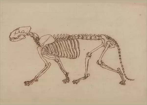 Study of a Tiger, Lateral View, from A Comparative Anatomical Exposition of the Structure of the Human Body with that of a Tiger and a Common Fowl, 1795-1806 (black ink over chalk graphite on heavy wove paper)