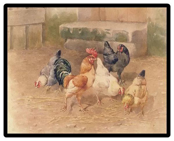 Chickens (w / c with bodycolour on paper)