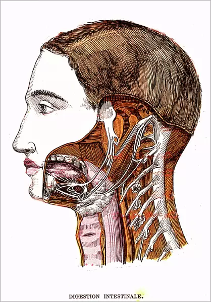 Nerves of the tongue (The normal life & health of J. Rengade) - Sante, nerves of the tongue. Drawing A. Demarle 1881