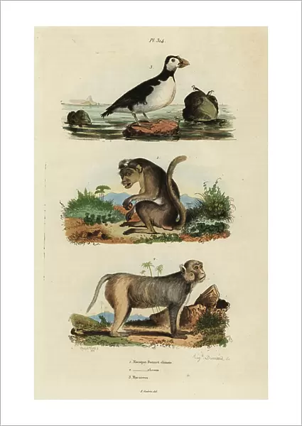 Toque macaque, Macaca sinica, endangered 1, rhesus macaque, Macaca mulatta 2, and parakeet auklet, Aethia psittacula 3
