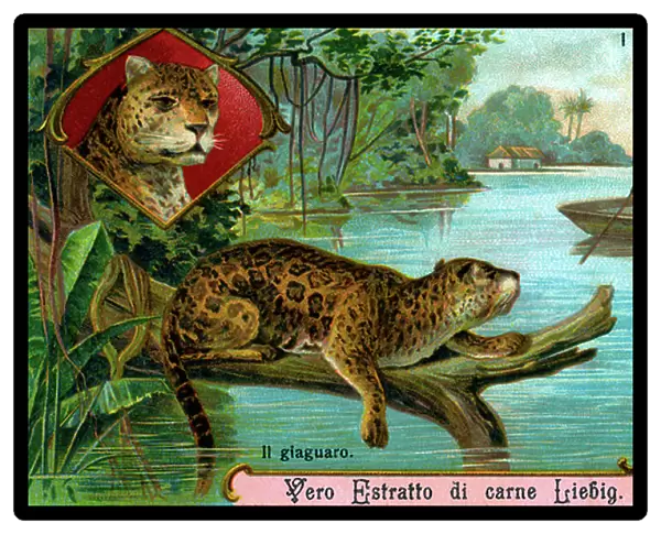 The Cat Family:Jaguar - illustration