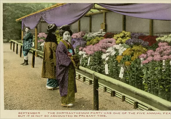 Japanese Chrysanthemum festival