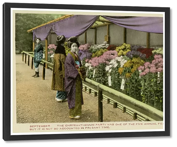 Japanese Chrysanthemum festival
