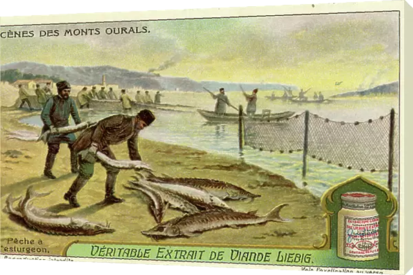 Sturgeon fishing on the Ural river, 1914