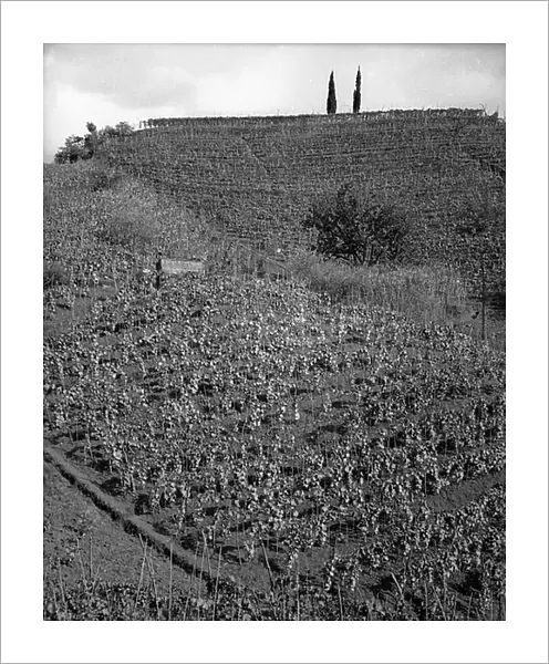 View of vineyards