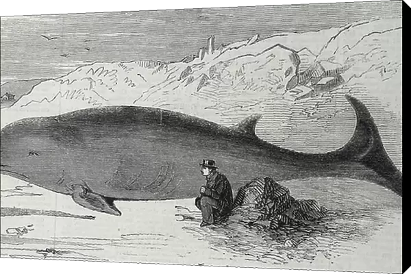 Beached Cetacean animal, 1860 (engraving)
