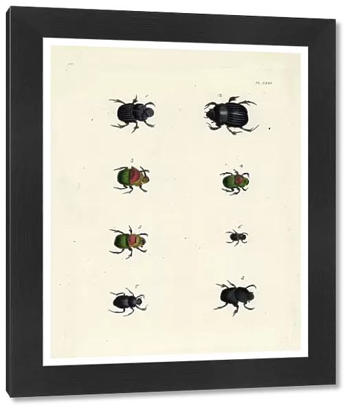 Scarab beetles: Copris sulcatus 1, Carolina copris, Dichotomius carolinus 2, rainbow scarab beetle, Phaaeus carnifex 3, male 4, female 5, small black dung beetle, Copris minutus 6, Coprobius laevis 7, and Onitis spinipes 8