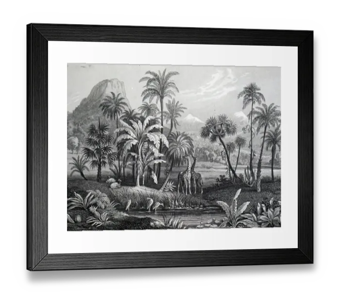Framed Print : 19th Century Print of Monocotyledons, 1886 Framed Print : 19th Century Print of Monocotyledons, 1886