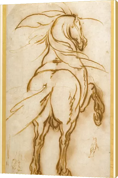 Study of a Rearing Horse