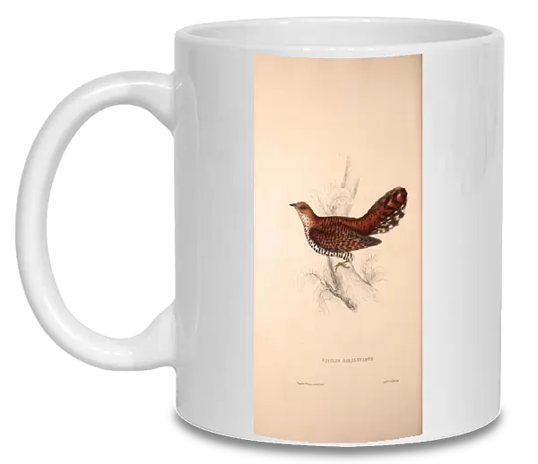 Cuculus Himalayanus, Himalayan Cuckoo. Birds from the Himalaya Mountains, engraving