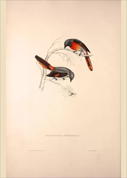 Muscepeta Peregrina. Birds from the Himalaya Mountains, engraving 1831 by Elizabeth Gould