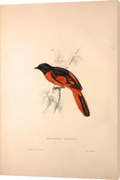 Muscipeta Princeps. Birds from the Himalaya Mountains, engraving 1831 by Elizabeth Gould