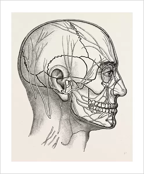 the nerves of the face and of the side of the head, medical equipment, surgical instrument
